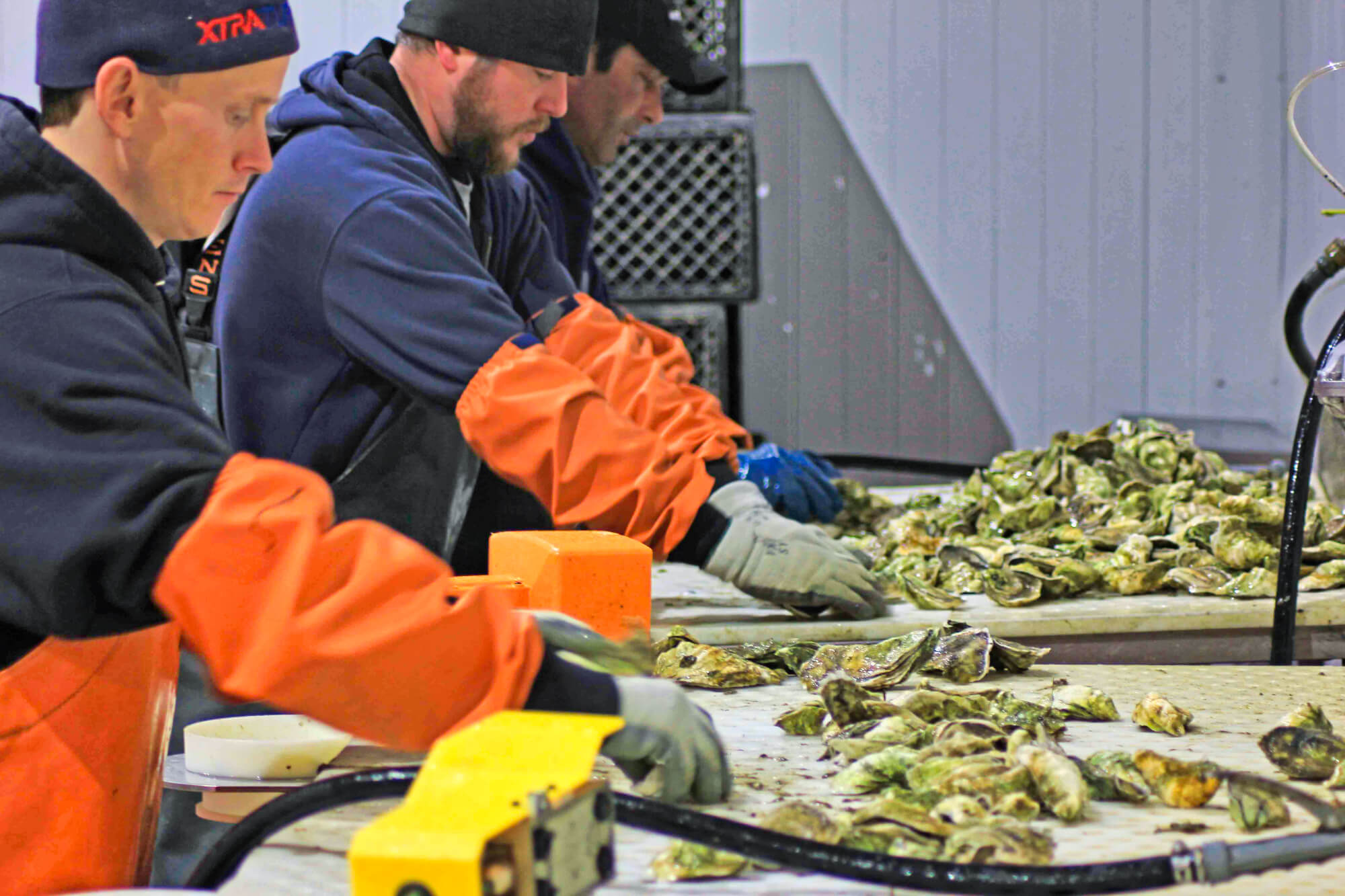 Cape Cod Oyster Company